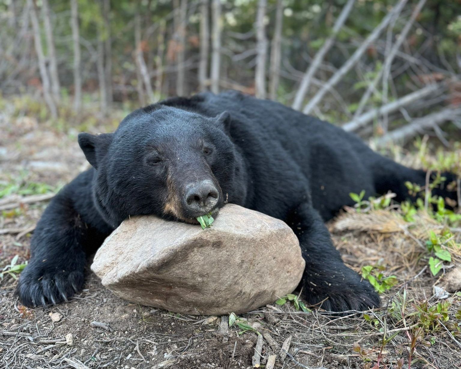 Black bear resting its chin on a rock