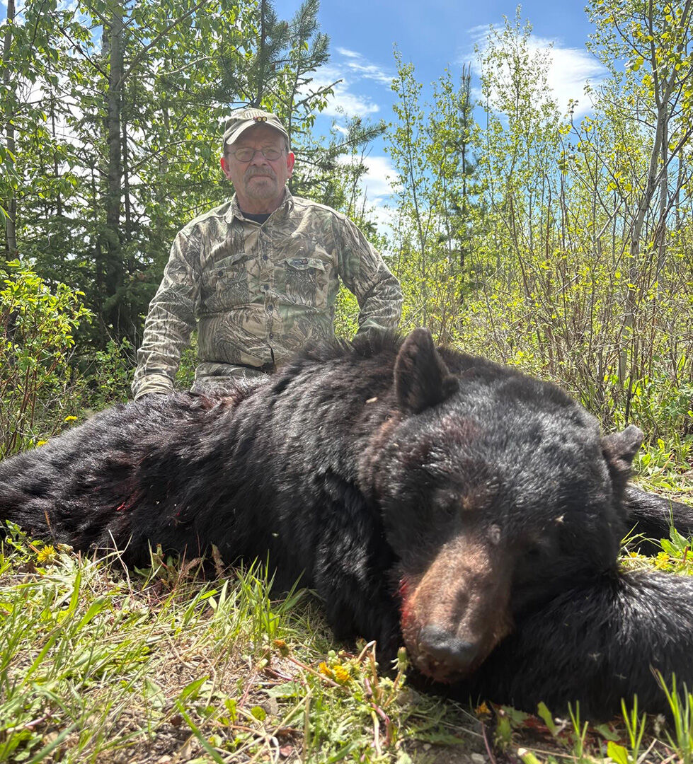 Hunter in camouflage kneeling behind a harvested black bear
