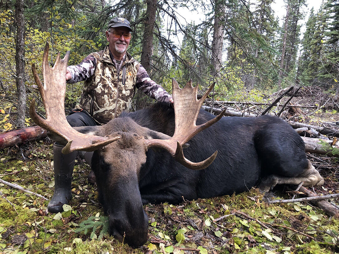 Hunter kneeling behind a harvested bull moose in the forest
