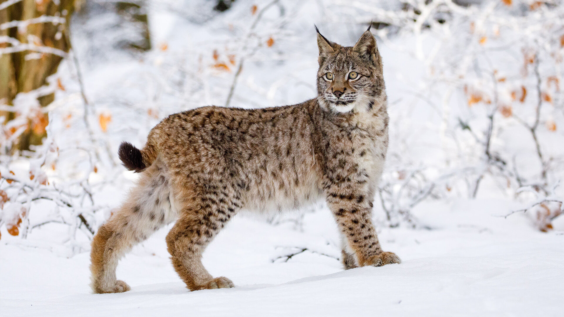 Lynx